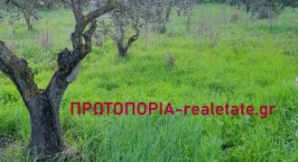 Πωλειται Οικοπεδο 2135τμ,με 70 ριζες Ελιες στη Μακρακωμη.